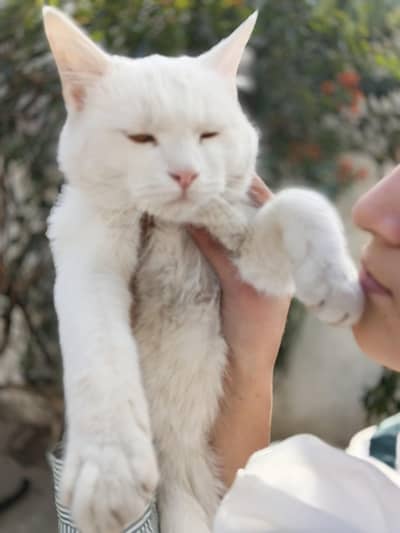 Fluffy White Cat for Loving Family