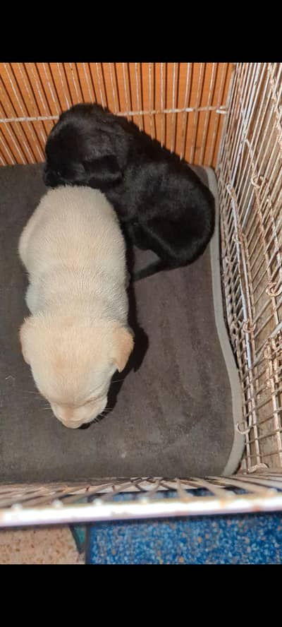 American Labrador puppy