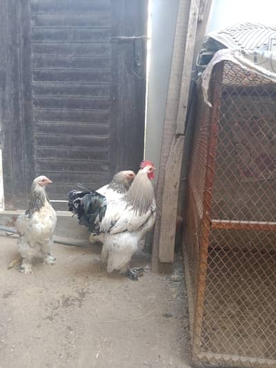 Colombian light Barama