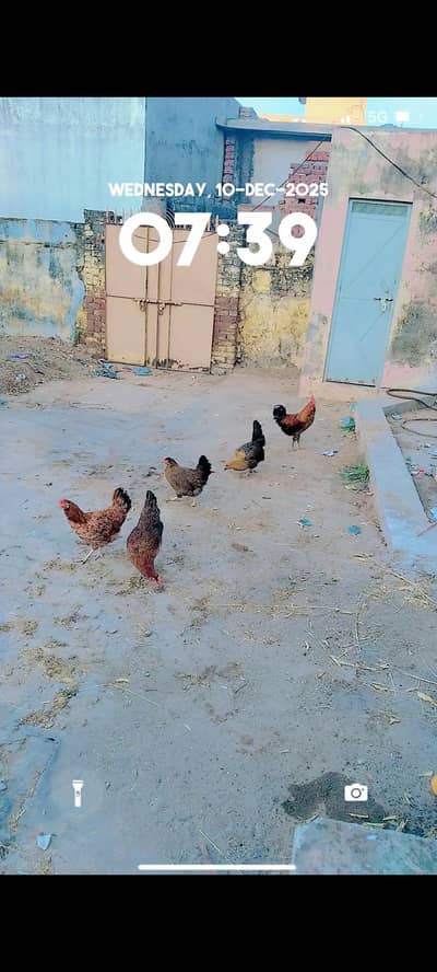 golden misri hens for sale