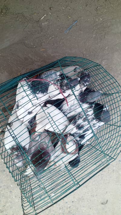 peiogons 4 selll 1000 k pr