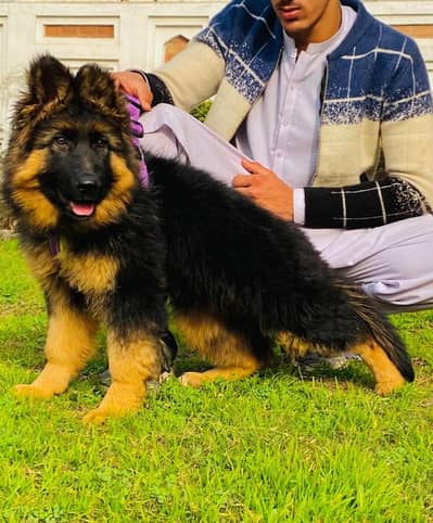 long coat german Shepherd | black n tan german Shepherd puppy | gsd