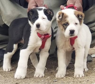 Alabai | King alabai | Central Asian Shepherd | puppies pair