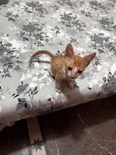 white female cat mix breed