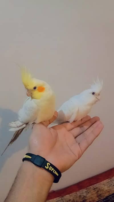 10 Hand Tame Friendly Cockatiel or 1 Breeder pair Eno to common white