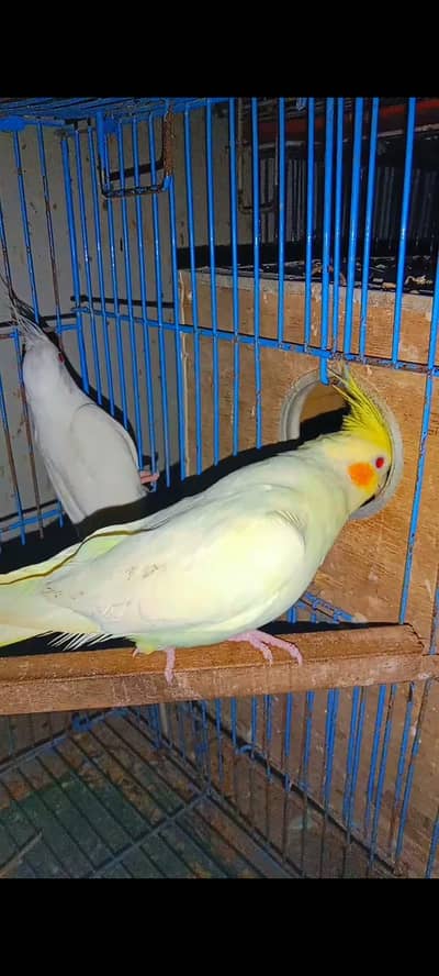 3 Hand  Tame Friendly cocktie or 1 Breeder pair Eno to common white