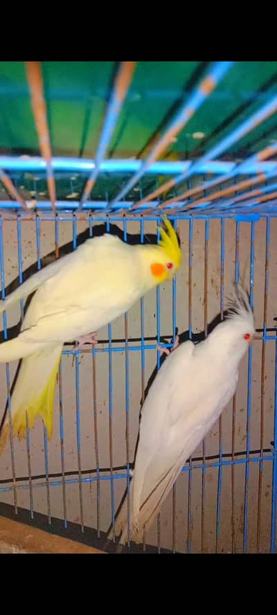 1 Breeder pair Cocktail or 3 Hand Tame friendly Coctails Grey