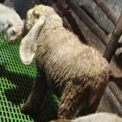 کجلی بھیڑ اوریجنل