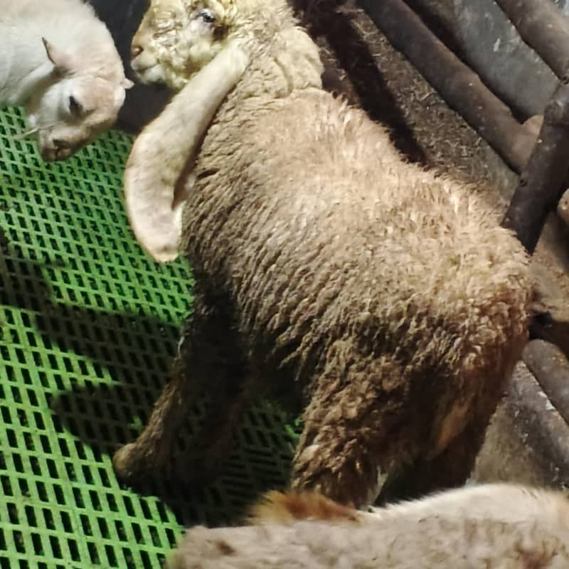 کجلی بھیڑ اوریجنل 1