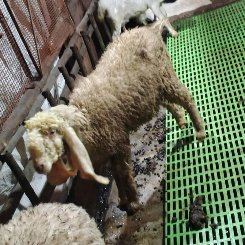 کجلی بھیڑ اوریجنل 2