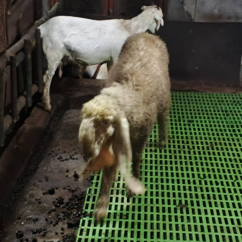 کجلی بھیڑ اوریجنل 3