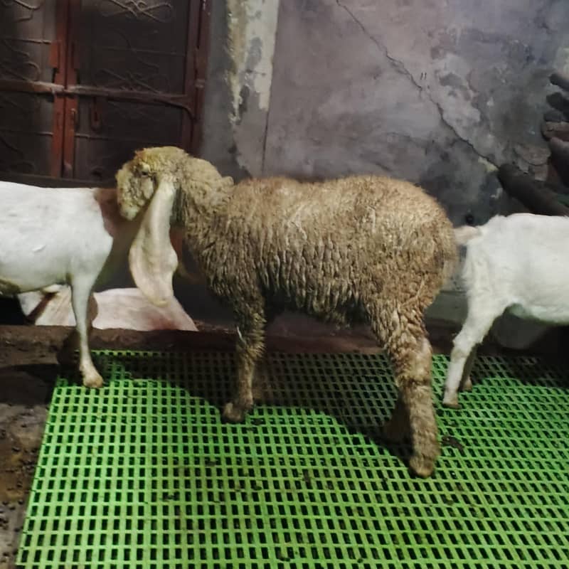 کجلی بھیڑ اوریجنل 4