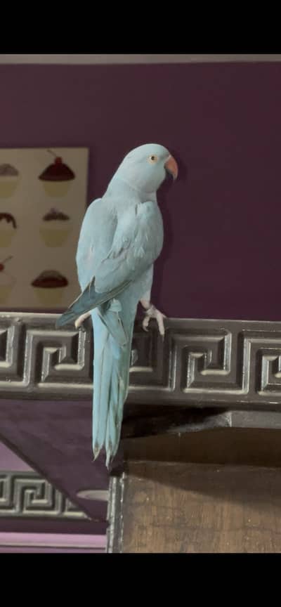 Blue ringneck female