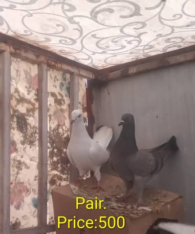 Multiple pigeon pairs and single