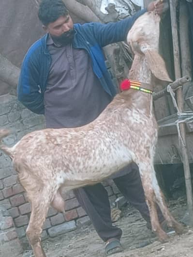 Makhi Chini Dood Wali Confram Gaban Phat Sale