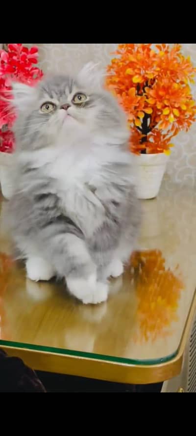 pure persian cats vaccinated triple coated WhatsApp 03317823482