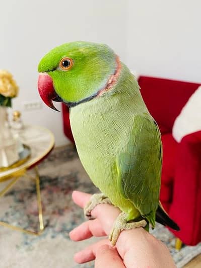 Handtame and talking male 7 year age