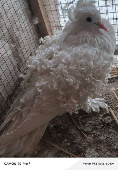 white frill breeder female