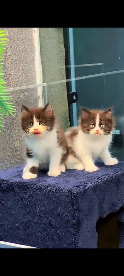 pure persian cats vaccinated triple coated WhatsApp 03317823482