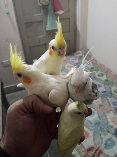 Tamed Cocktails for sale. . . . Trained 0 bite. . . Location near kachery