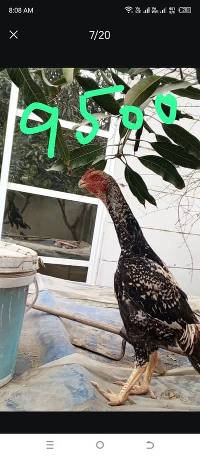 chiks or mail female parrot beak shamo Turkish hint dragon