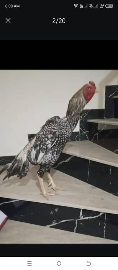 shamo Turkish hint dragon  parrot beak