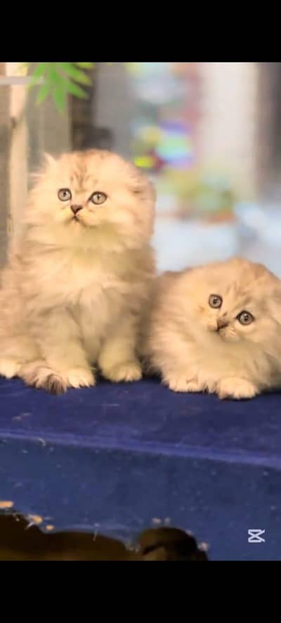 pure persian cats vaccinated triple coated WhatsApp 03317823482