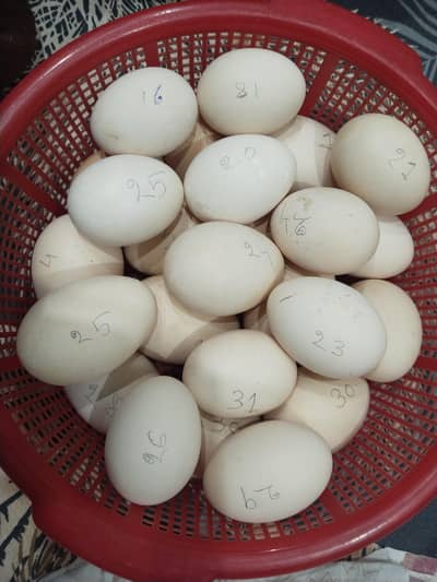 fresh fertail organic Dasi eggs