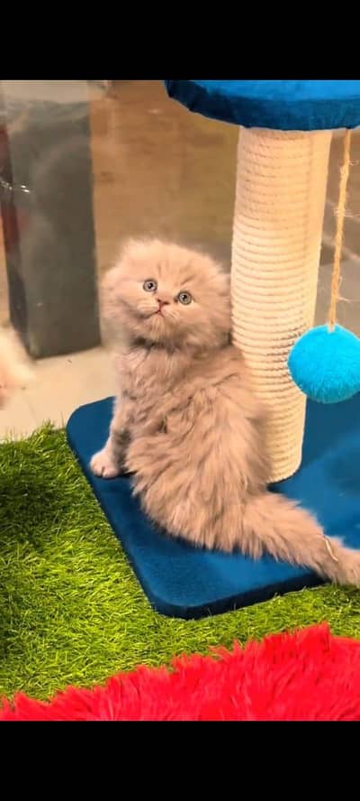 pure persian cats vaccinated triple coated WhatsApp 03317823482