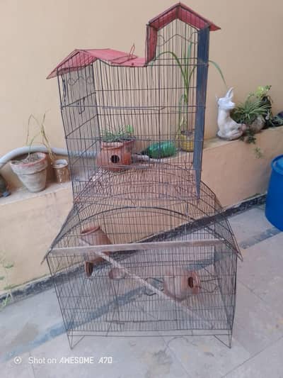 urgent sale two  birds gajes
