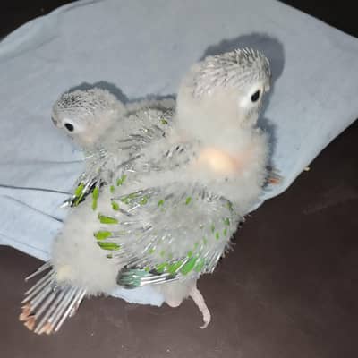 Yellow sided conure chicks- 03214382921