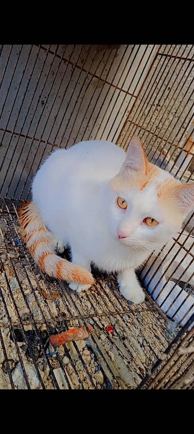 2 Cats Pear Male And Female 25000/0/3/1/2/2/8/8/5/0/6/0