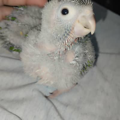 yellow sided conure chicks - 03214382921