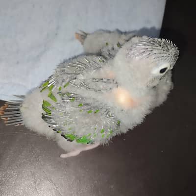 Yellow sided conure chicks 4 hand tame