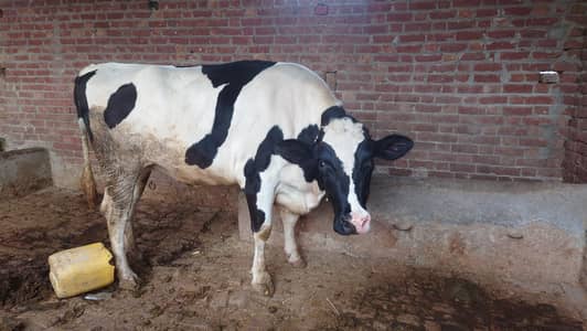 Pure Farizian Cow for sale