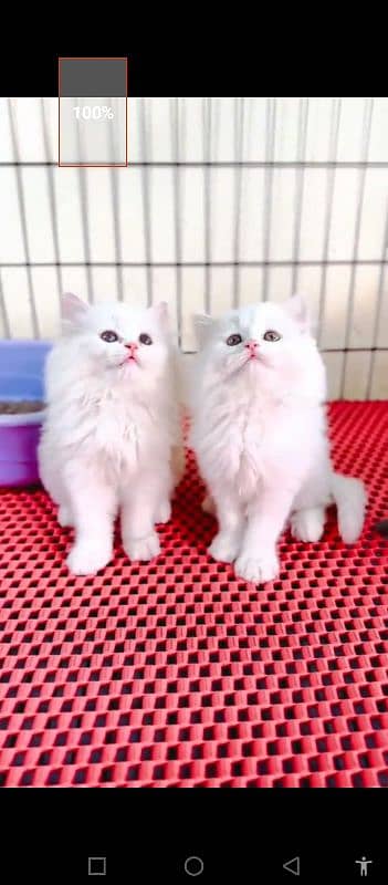 Persian cat for sale male female vaccine career 0340=14=20=834=