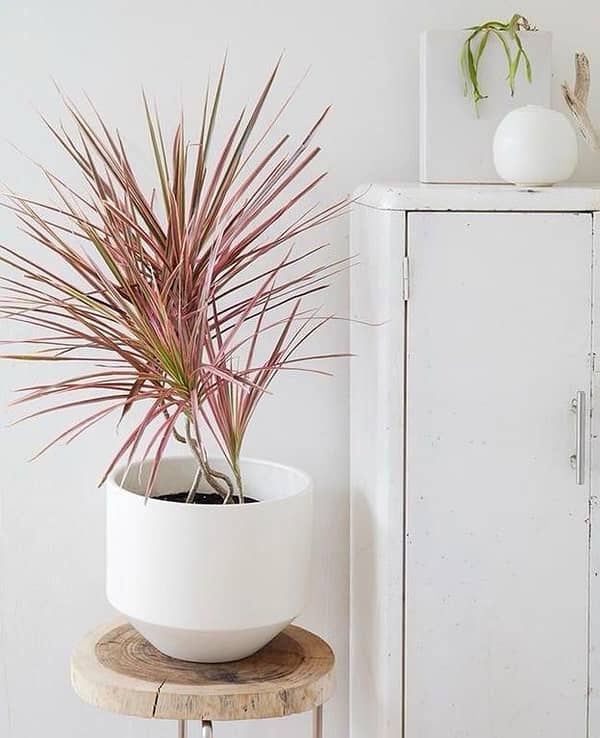 Live Dracaena Colorama Plant with pot | real plants | indoor plants | outdoor plants | office plants | flowering plants | not Artificial plants, plants nursery | plants | plant parlour