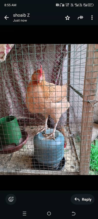 Desi murgian egg laying