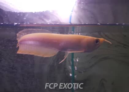 GOLDEN ALBINO AROWANA