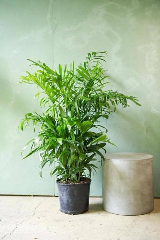 Live cane palm | bamboo palm Plant with pot | real plants | live plants for decoration | indoor plants | outdoor plants | office plants | natural plants | plants nursery | plants | plant parlour