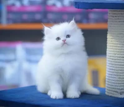 Persian kitten for sale 0309=0097784