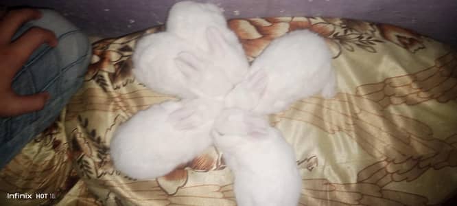 Rabbit babies