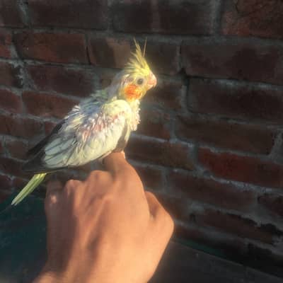 Cocktails chicks For hand Tame