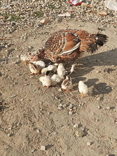 Aseel hen with 13 check's