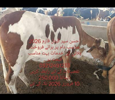 best Qurbani cows cheep price