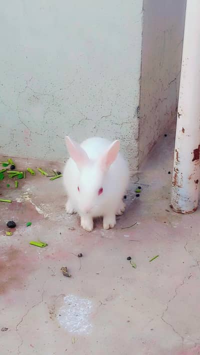 white bunny  and red eyes.