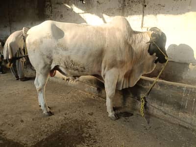 Munasib Price wholesale price par