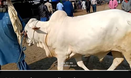 Bull | Bachra | High Quality | Reasonable Prices available