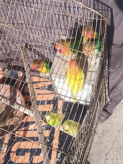 3 pairs hain or one single hy