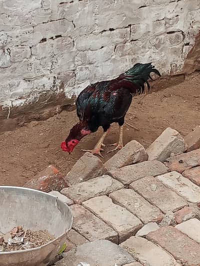 Whatsapp no 03203040336